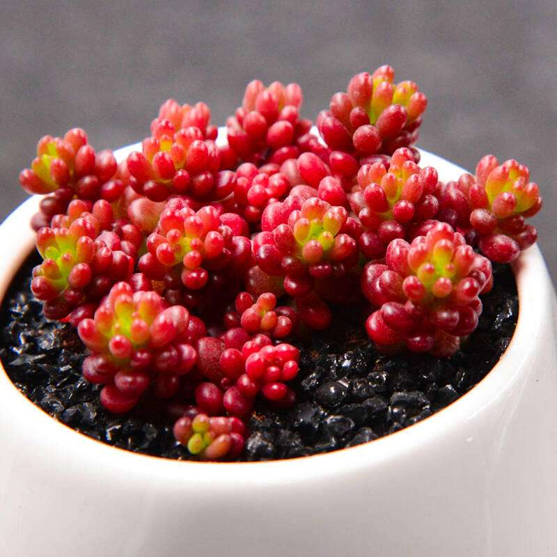 多肉植物组合盆栽绿植带盆红色浆果特价清仓大颗老桩群生多头肉肉