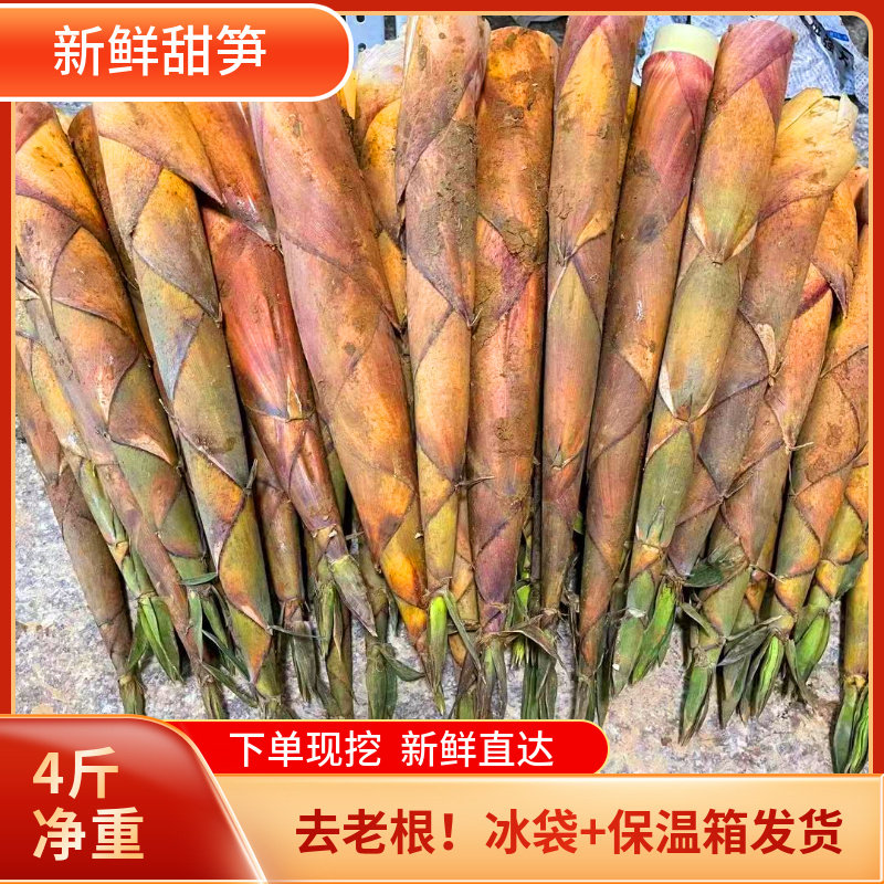 现挖福建新鲜甜笋黄尖笋春笋小竹笋黄泥笋尖甜笋油焖笋蔬菜去老根