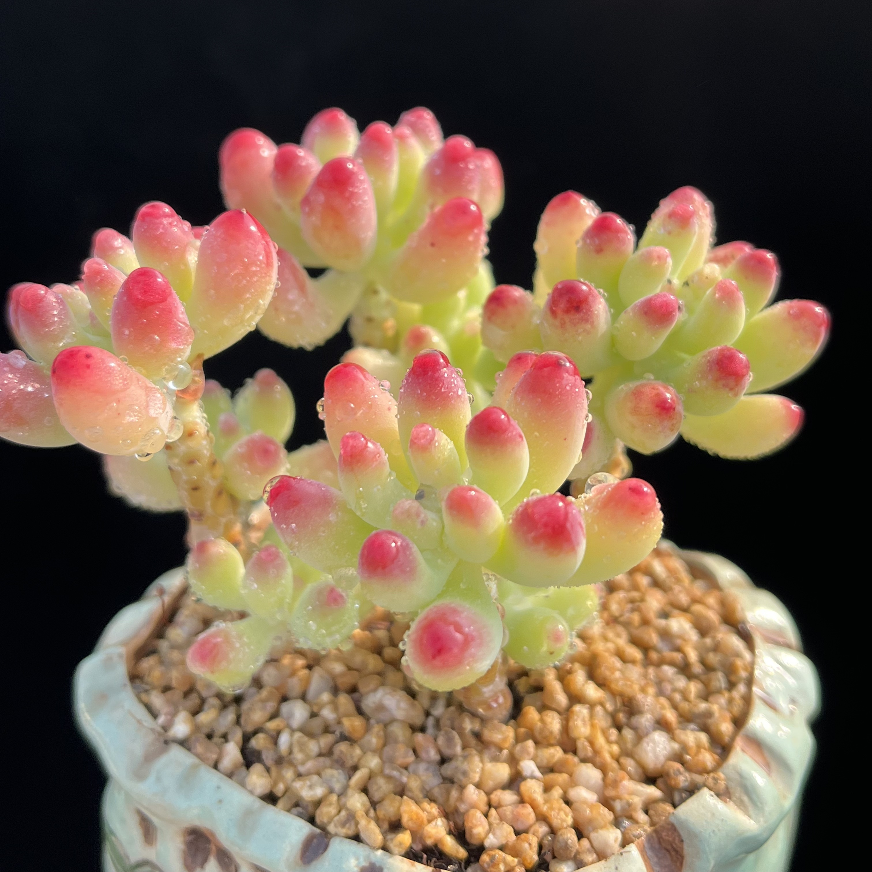 乙女心(乙女心和虹之玉的区别)