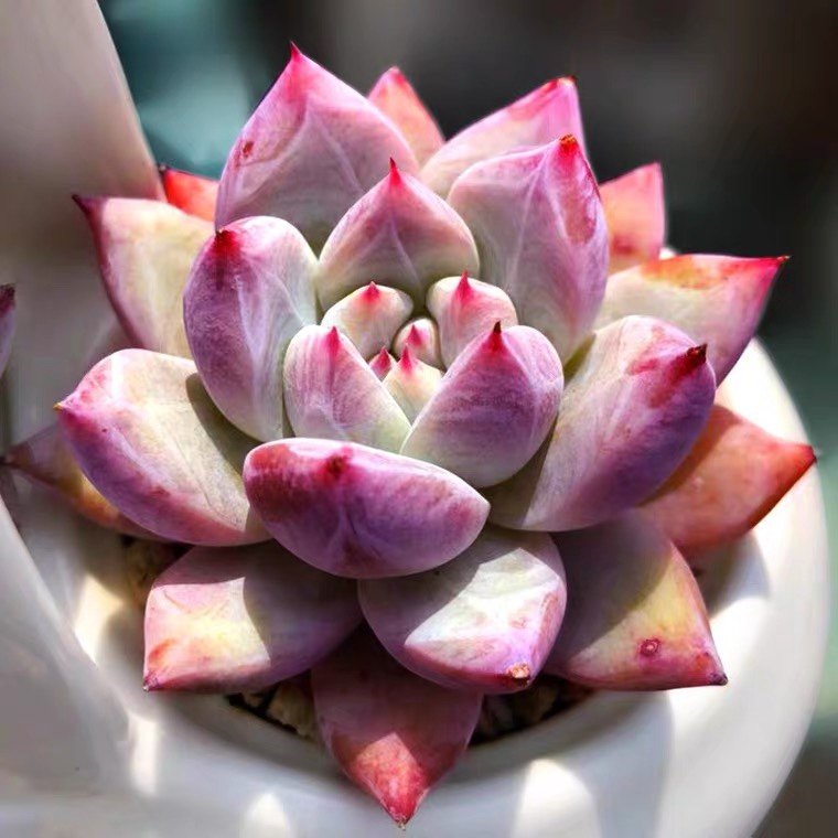 【塔帕帕】野卡有暗纹多肉血斑周正单头厚叶肥嘟嘟多肉植物办公室