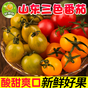鲜蜂队山东三色小番茄新鲜应季水果番茄迷你小番茄