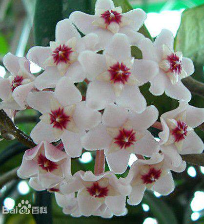 球兰苗 金边球兰苗 心叶 绿叶 垂吊攀爬 盆栽植物绿叶球兰大苗 - 爱购