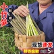 新鲜小竹笋野生春笋5斤现挖湖南山笋农家蔬菜甜笋嫩尖带壳水竹笋