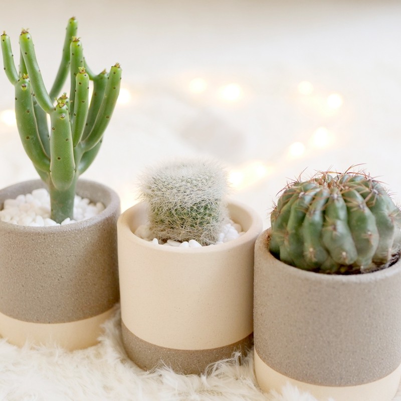 防辐射净化空气多肉植物ins小仙人掌盆栽迷你仙人球植物仙人柱