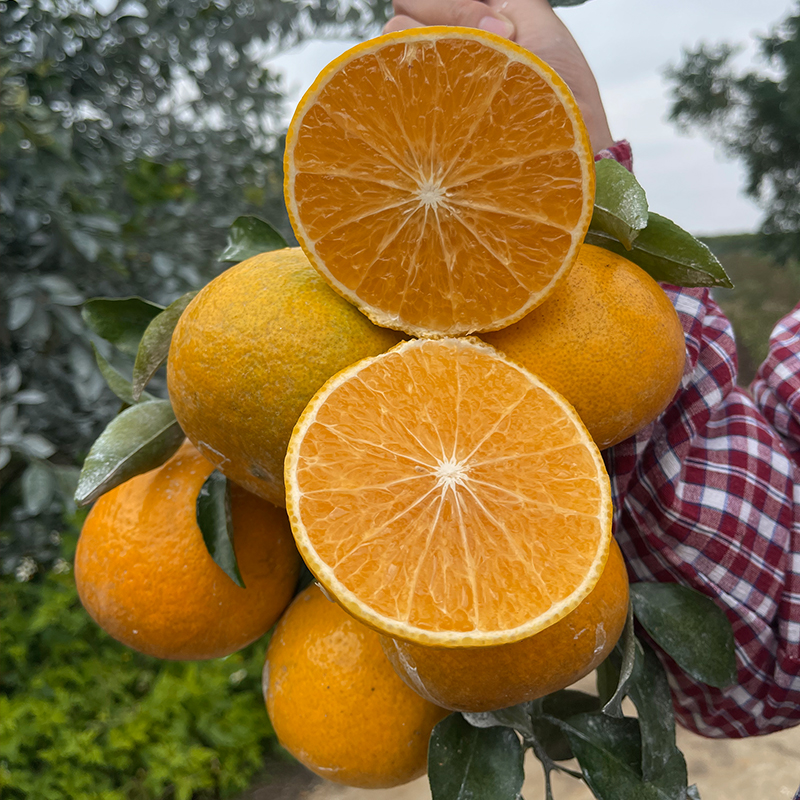 广西新品种阳光1号桔柚柑橘子苞芽一号现摘手剥橘皮薄汁甜鲜无籽