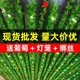 花藤绿叶装饰仿真葡萄叶假树叶植物藤条塑料藤蔓缠绕吊顶假花叶子