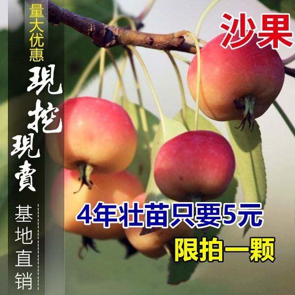 沙果树苗小苹果 花红果树苗 糖心沙果苗树苗盆栽地栽南方北方种植
