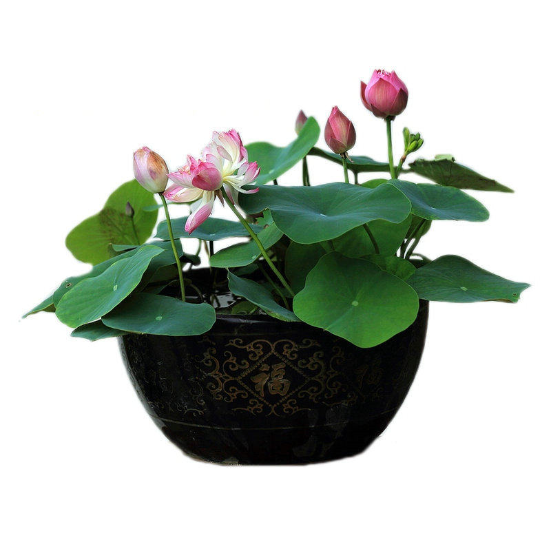 水生碗莲荷花种子盆栽水养水培植物室内迷你花卉睡莲已开口可养鱼