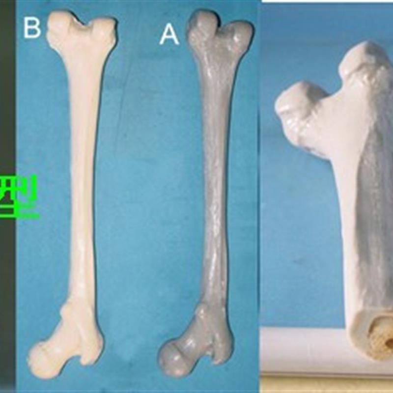 一比一仿真人体大腿骨股骨模型人体大腿骨骨骼模型长骨头