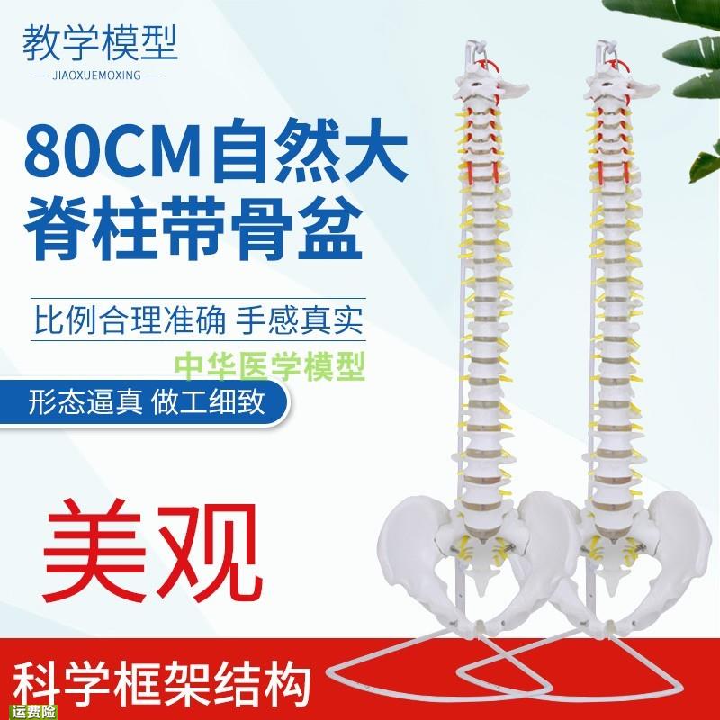 一比一比例成人脊椎骨骼模型人体脊柱带骨盆脊骨骨架教学模型