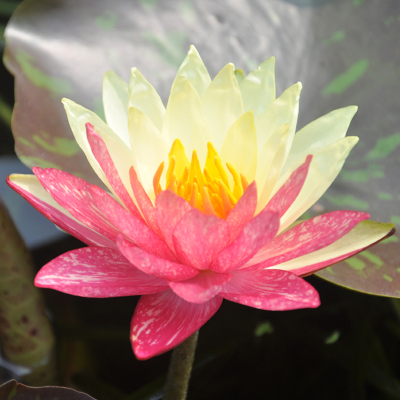 万维莎开花建国块茎种植家庭适合盆栽睡莲变色时令草本花卉