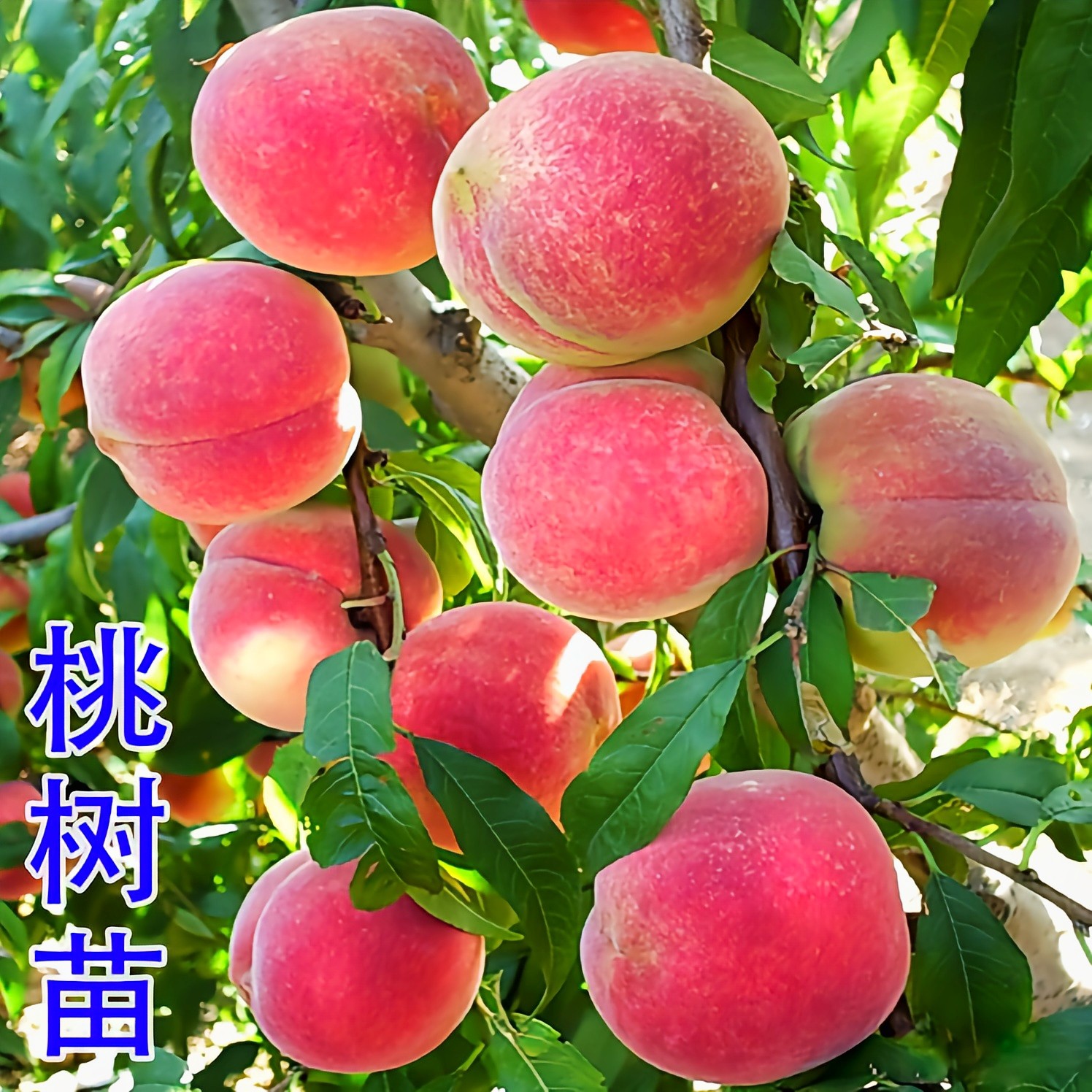 嫁接新品种早熟桃树苗特大冬桃黄桃血桃树苗南北方种植当年结果苗