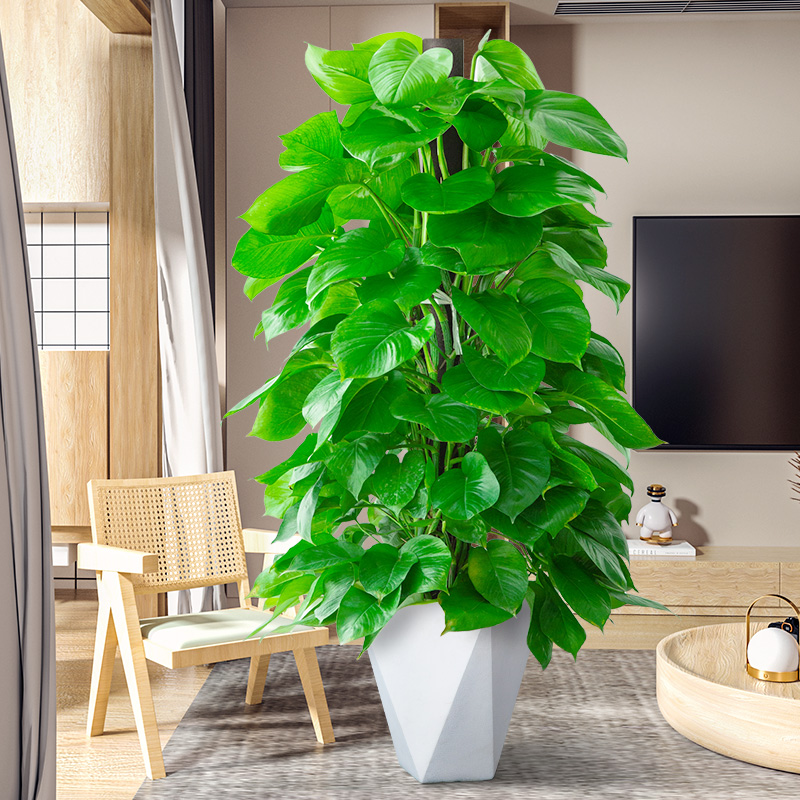 绿萝柱室内盆栽大型绿色植物客厅好养易活办公室长藤大叶绿植花卉