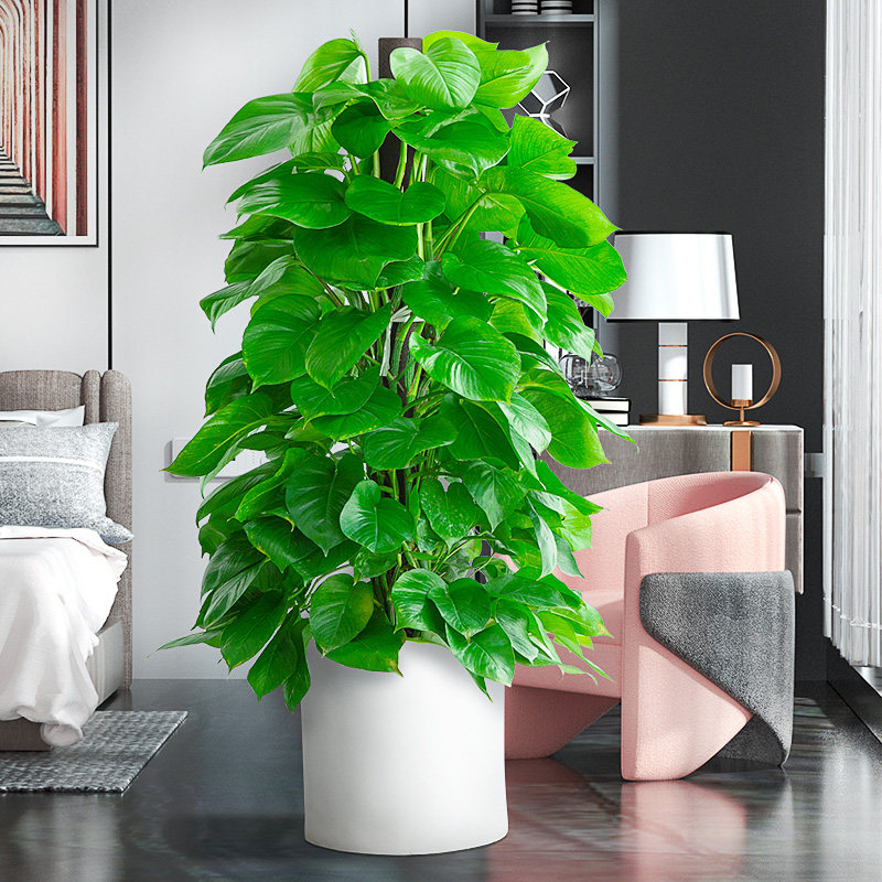 绿萝柱盆栽室内办公室客厅前台吸甲醛观叶绿植大叶绿萝净化空气