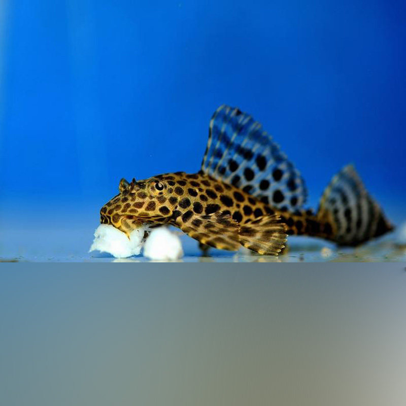 热销清道夫 鱼 活体 热带鱼_热带鱼观赏鱼豹纹清道夫活体鱼缸清洁鱼吃