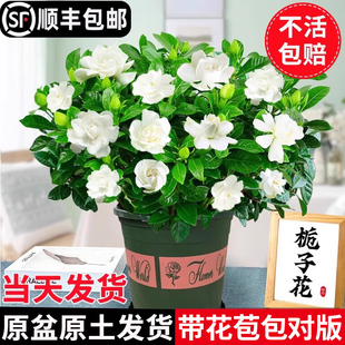 栀子花盆栽花卉植物室内带花苞阳台水培绿植浓香型大树苗四季好养