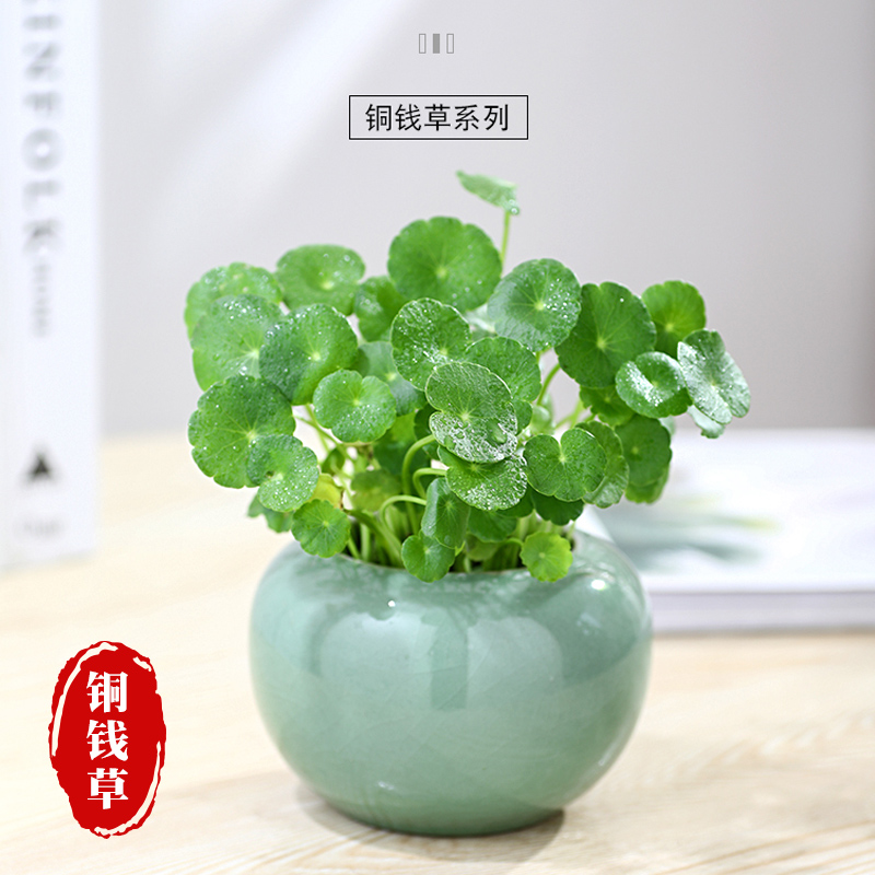 铜钱草盆栽可水培花卉植物办公室内招财绿植金钱创意四季好养客厅
