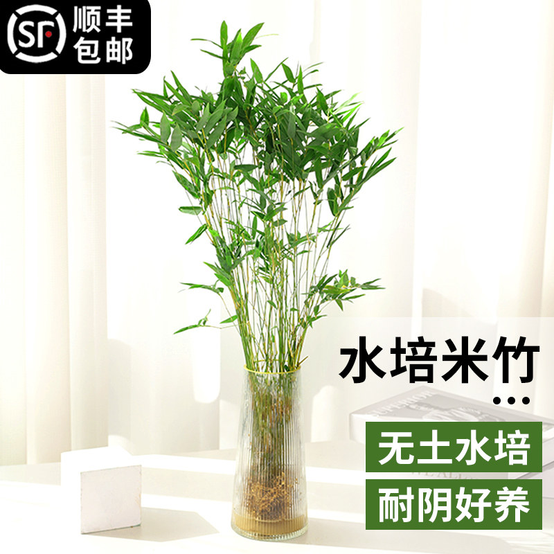 水培植物米竹盆栽常青室内带根水养凤尾富贵竹子客厅桌面好养绿植