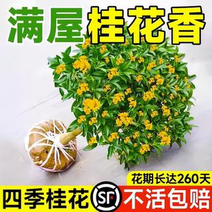 大型桂花树苗八月黄金桂丹桂庭院别墅地栽盆栽植物耐寒四季桂绿化