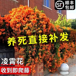 凌霄花苗爬藤植物四季开花卉绿植盆栽庭院阳台炮仗花特大树苗耐寒