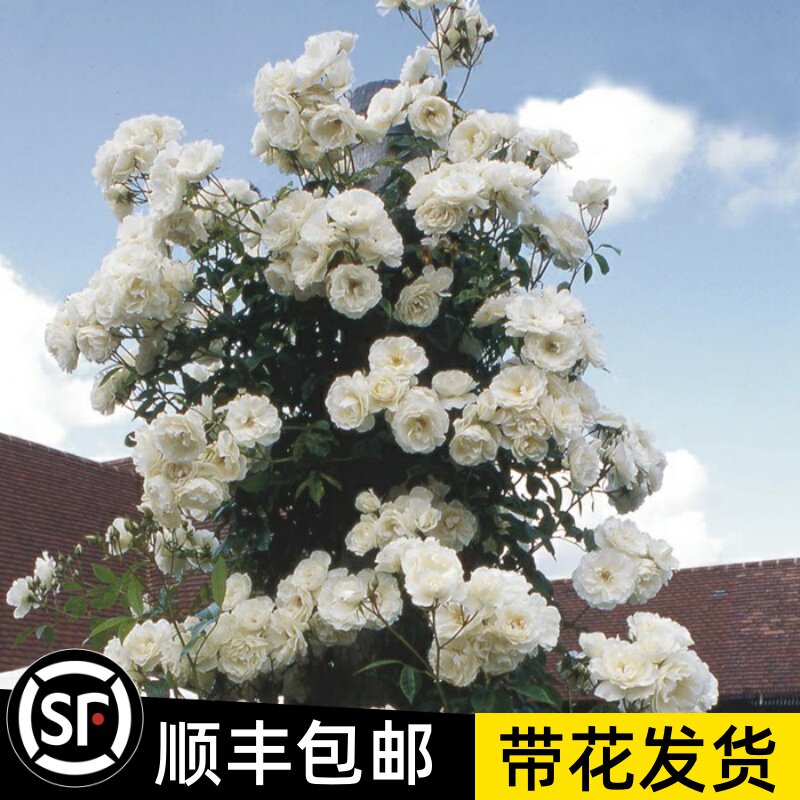 藤本月季白米农冰山爬藤白色蔷薇花苗浓香四季开玫瑰观花卉植物