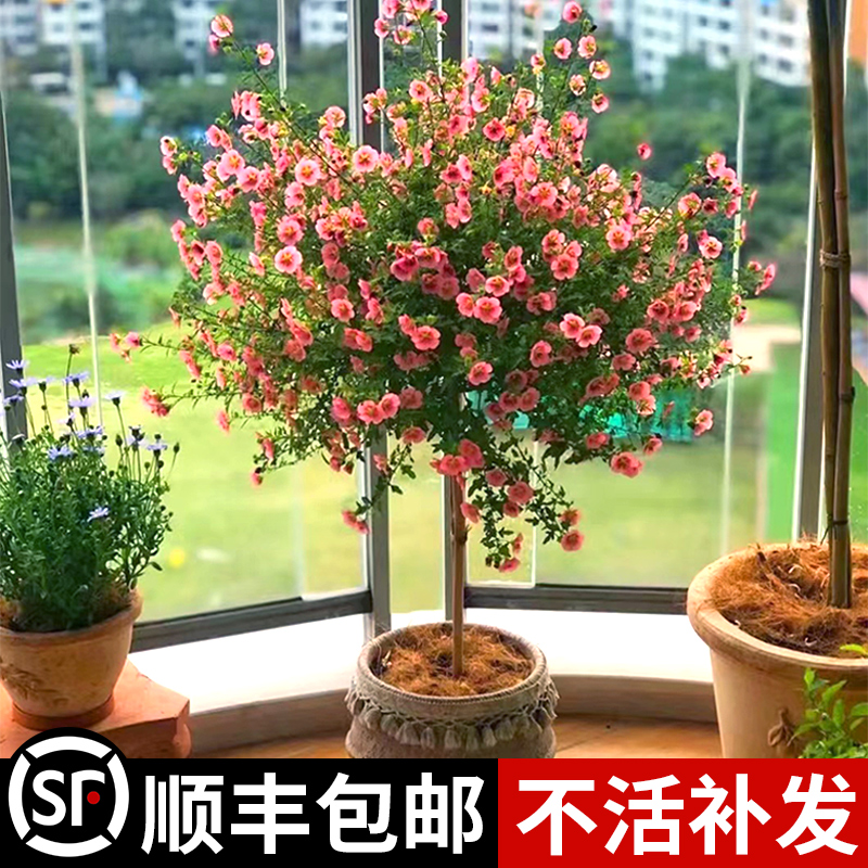 小木槿盆栽重瓣花卉棒棒糖植物四季开