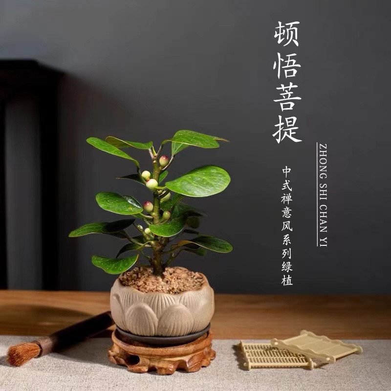 小盼菩提室内禅意盆栽观叶绿植物办公室茶桌面四季常青好养盆景树
