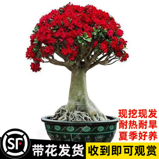 沙漠玫瑰植物盆栽老桩室内花卉客厅耐干好养绿植四季开花多肉盆景