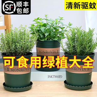 百里香盆栽迷迭香薄荷罗勒九层塔紫苏碰碰香可食用驱蚊绿植香草料