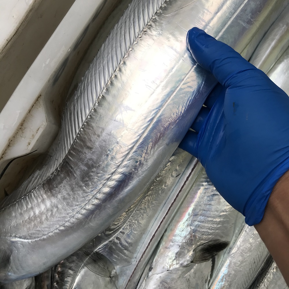 超大帶魚2斤2條裝新鮮海魚海捕小眼睛東海釣帶袋裝帶海鮮水産順豐在類目 水產肉類/新鮮蔬果/熟食, 海鮮/水產品/製品, 海鮮魚類, 帶魚中 - 來自Buy2taobao.com提供專業的淘寶代購服務