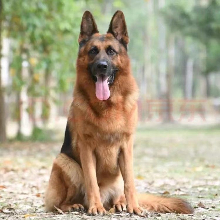 无偿领养纯种德牧犬幼犬活体德国牧羊犬警犬大型犬黑背军犬小狼狗