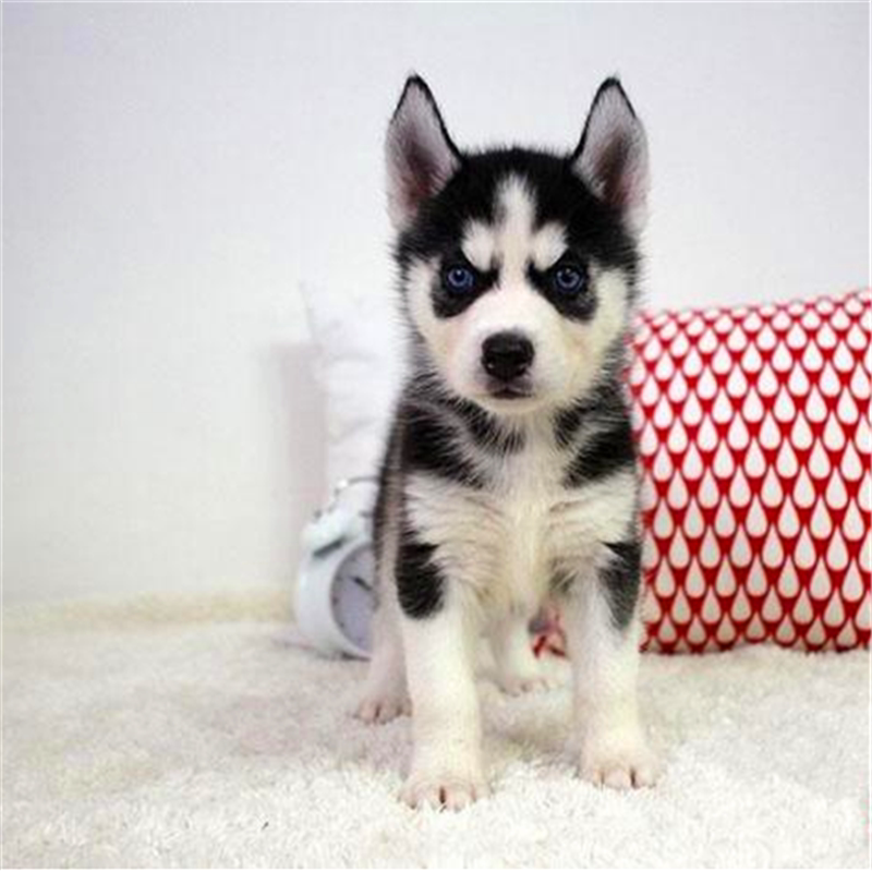 哈士奇幼犬纯种-特价促销-优惠券领取-价格|多少钱|什么牌子好-35优惠