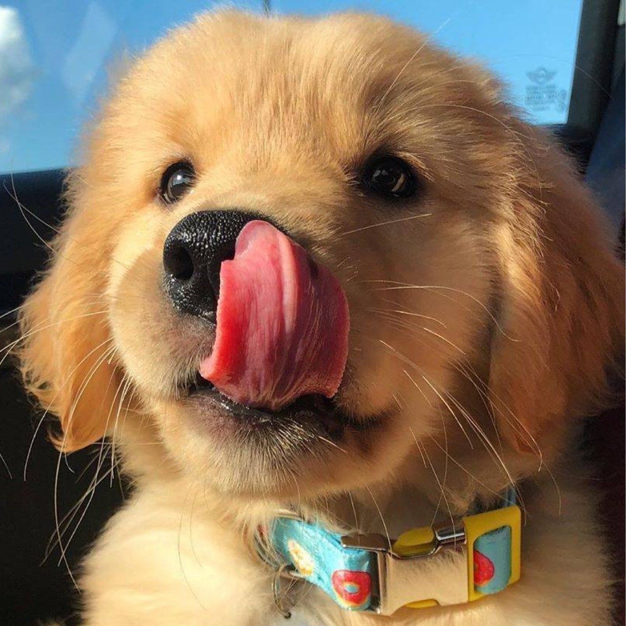 无偿领养爱心领养金毛寻回犬活体幼崽成犬中小型犬狗狗纯种狗粮