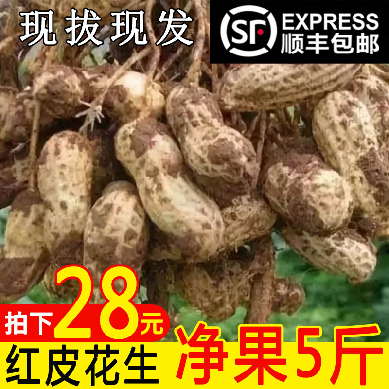 Shunfeng Redskins peanut fresh Farm Season specialty FCL 5 Boiled precooked and ready to be eatenin the Aquatic meat/Fresh fruits and vegetables/Cooked , Fresh vegetables/Vegetable products , Fresh vegetables , 新鲜花生 category - from Buy2taobao.com to provide professional Taobao agent buy service