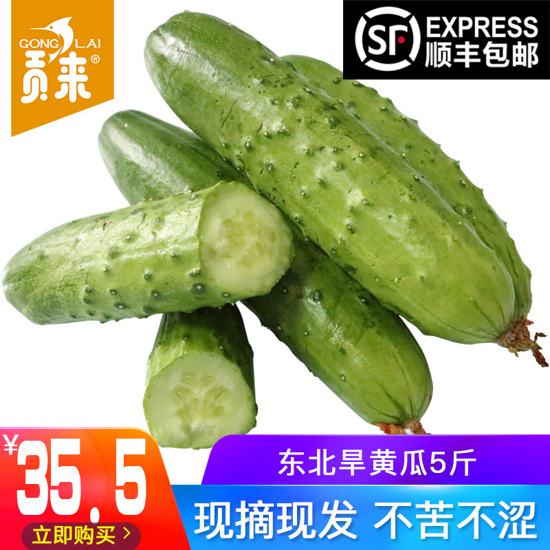 fruit Cucumber Northeast cucumber Haiyang White jade baby cucumber HE Lan Cucumber Cucumber pregnant woman Fruit 5 Jinin the Aquatic meat/Fresh fruits and vegetables/Cooked , Fresh vegetables/Vegetable products , Fresh vegetables , cucumber category - from Buy2taobao.com to provide professional Taobao agent buy service