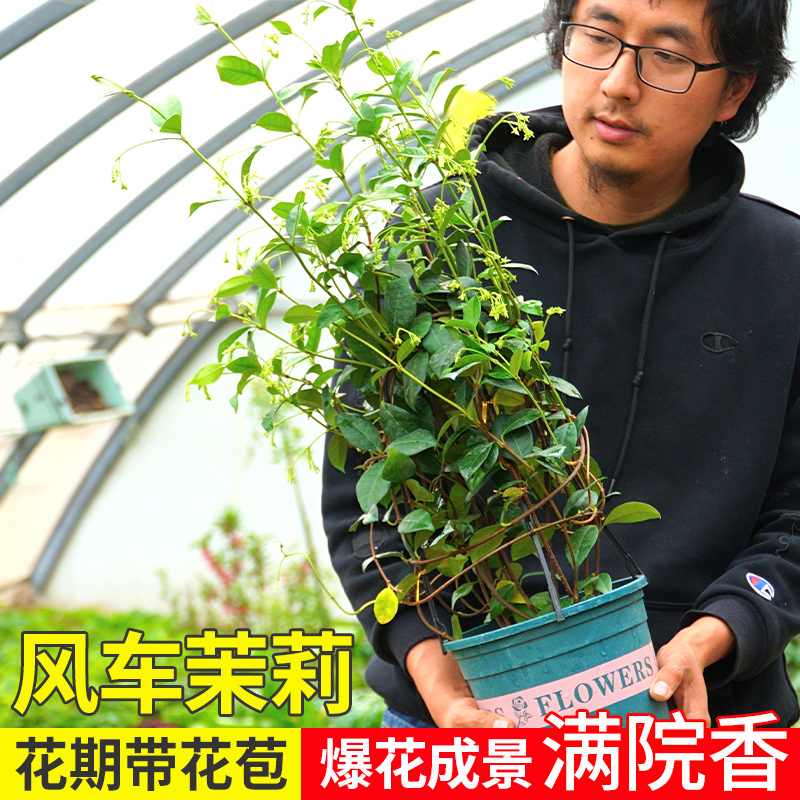 风车茉莉大苗盆栽庭院四季开花浓香型