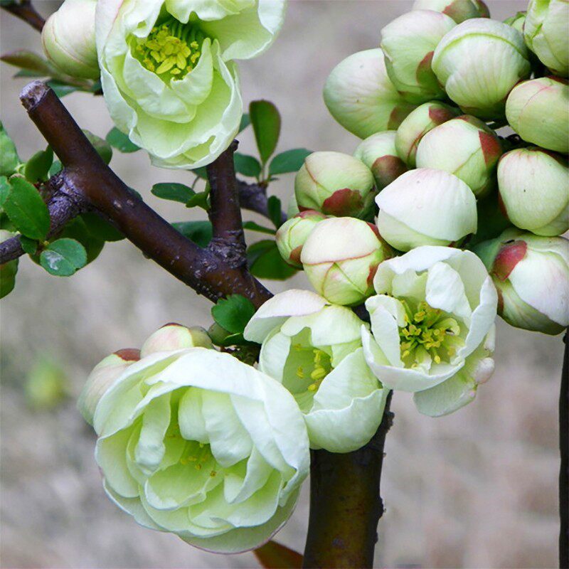 海棠花盆栽花卉植物室内花四季开花绿植重瓣日本海棠树苗盆景老桩