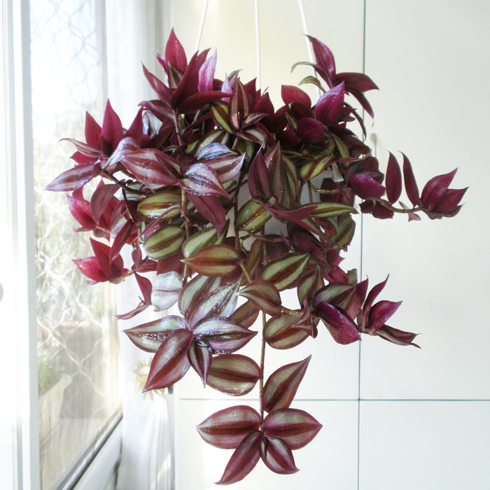 吊兰的生长习性_360快搜