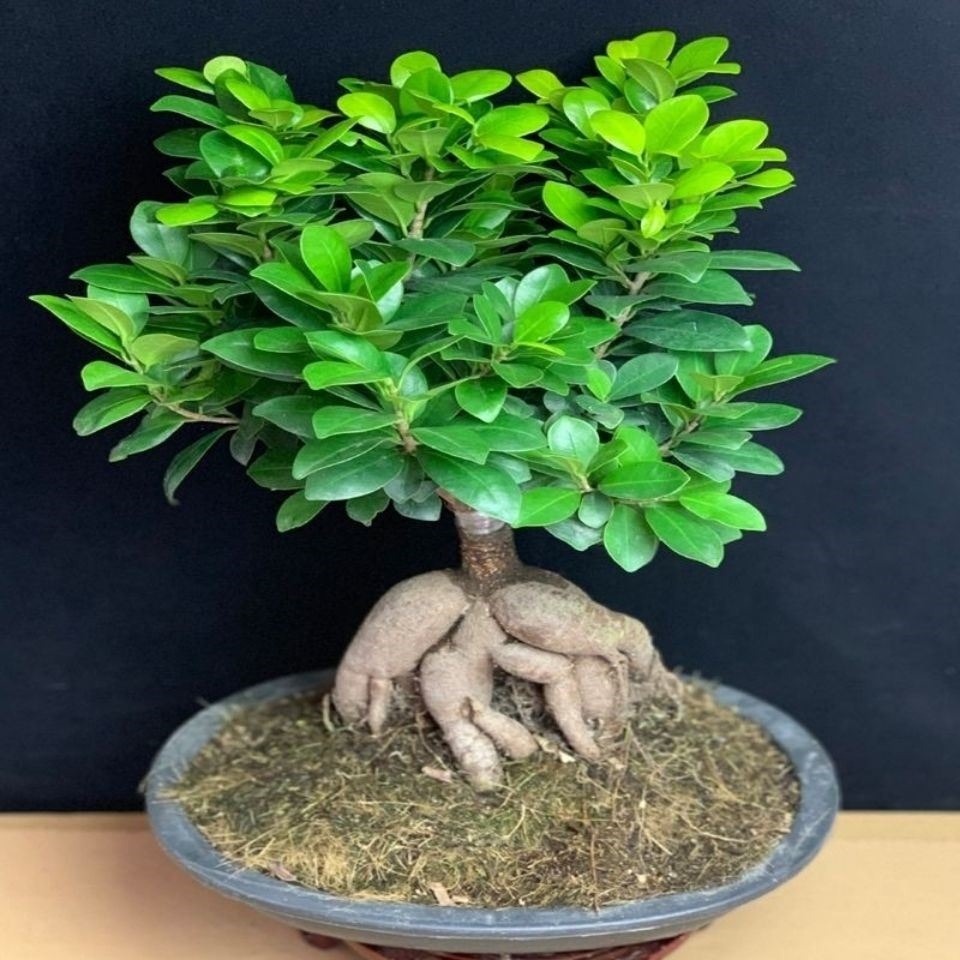 2浇水方法,盆栽的榕树若长期不浇水,植株会因为缺水而萎蔫,因此要及时