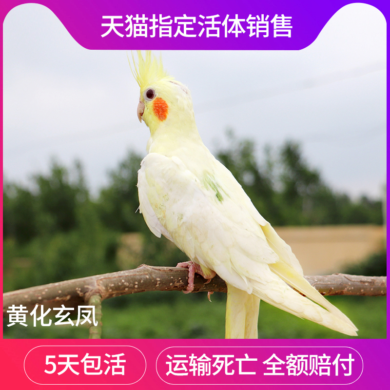 玄凤鹦鹉活物中大型鹦鹉活体幼鸟黄化玄凤宠物鸟会说话的鹦鹉054在类目 宠物/宠物食品及用品, 鸟类及用品, 鸟中 - 来自Buy2taobao.com提供专业的淘宝代购服务