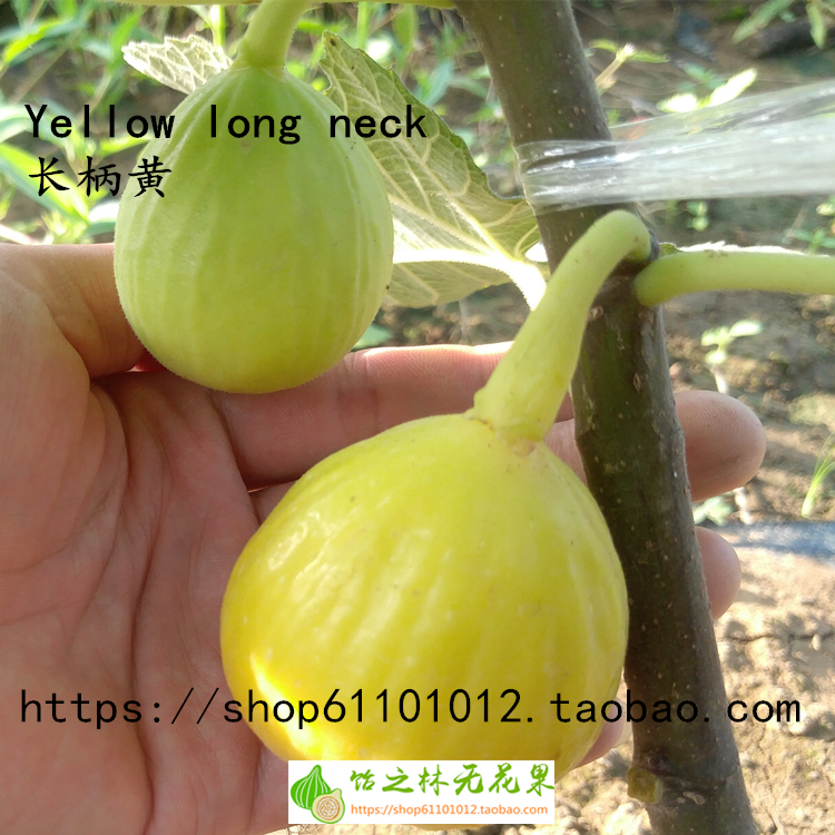 饴之林 长柄黄无花果树苗 可南北盆栽和地栽 丰产 甜度高 口感好|msdalam kategori penghantaran bunga/bunga simulasi/tumbuhan berkebun, 花园植物/行道树/果树, 果树 - dari Buy2taobao.com untuk memberikan perkhidmatan ejen Taobao profesional membeli