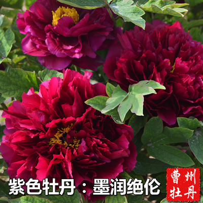 墨润绝伦牡丹花苗紫红牡丹大花木本花卉室内盆栽阳台庭院容易种活