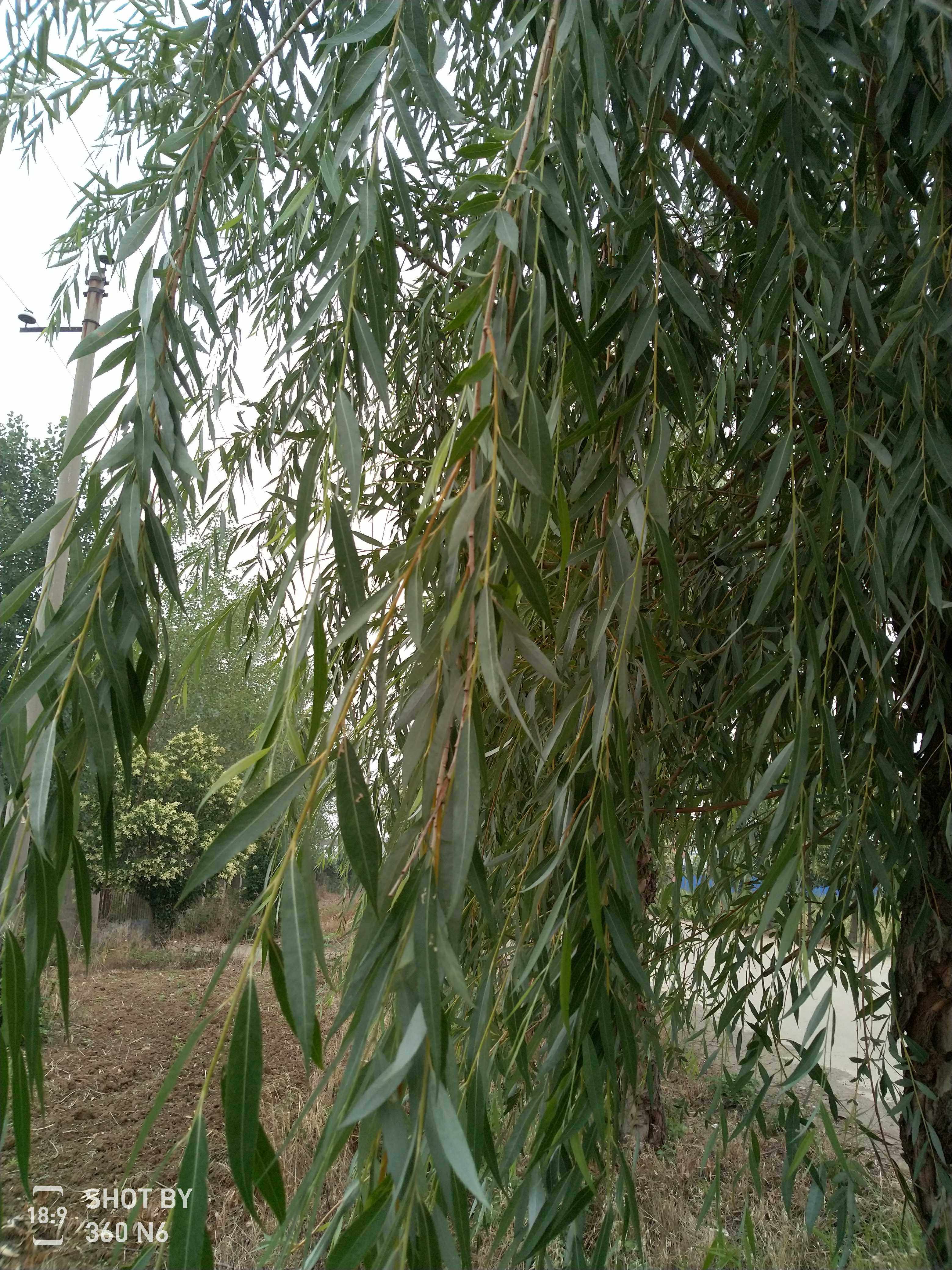 新鲜现采柳树枝垂柳细丝绦嫩枝条条清扫入药装扮随风飘扬柳树条