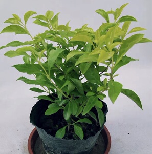 植物黄金叶价格