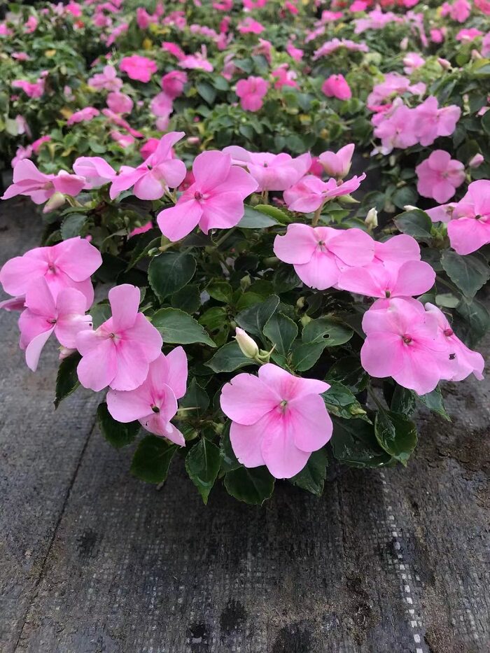 满3棵包邮洋凤仙苏丹洋凤花阳台庭院公园绿植带土带花发货