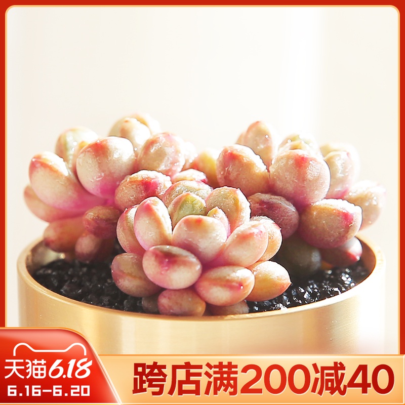 糖心姬葡萄老桩多肉植物花卉盆栽室内绿植组合稀有品种罕见多肉花