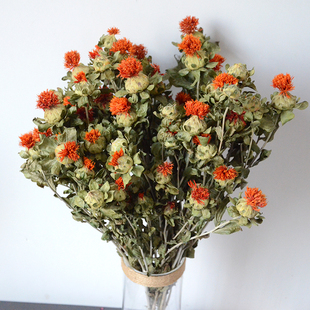 菠萝菊干花自然风干花束北欧风家居装饰橱窗摆件吊顶装饰拍摄摆件,可