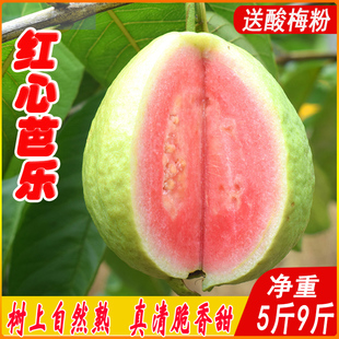 广西番石榴红心芭乐果新鲜包邮特产当季热带水果9斤巴乐清脆香甜