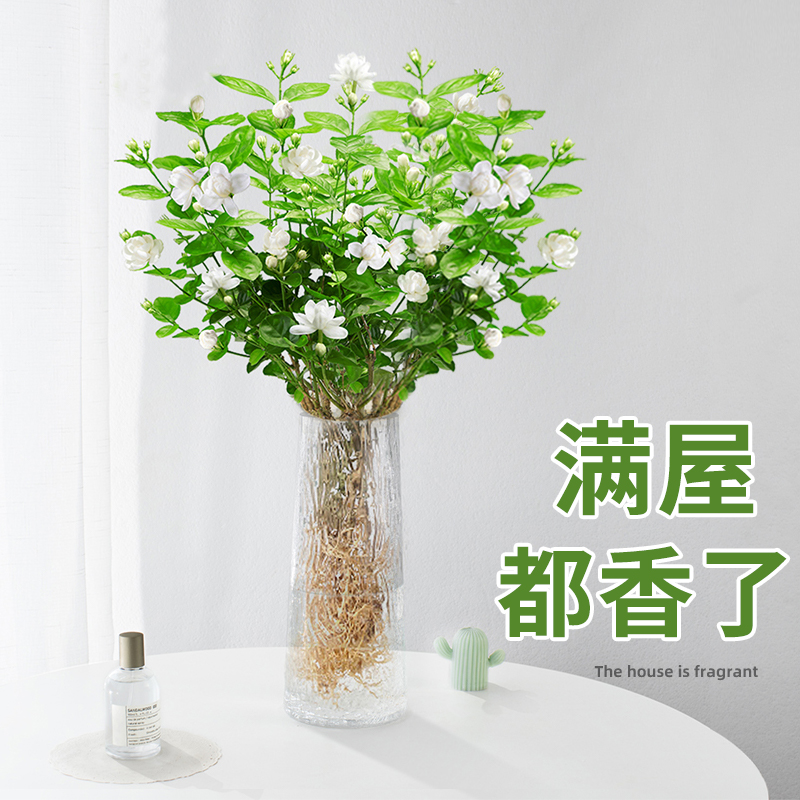 茉莉花水培植物盆栽办公室内桌面好养