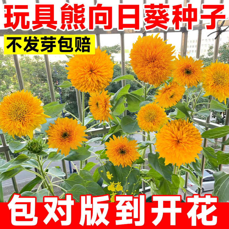 重瓣玩具熊向日葵种孑泰迪种子观赏矮苗花种阳台庭院盆栽葵花籽种